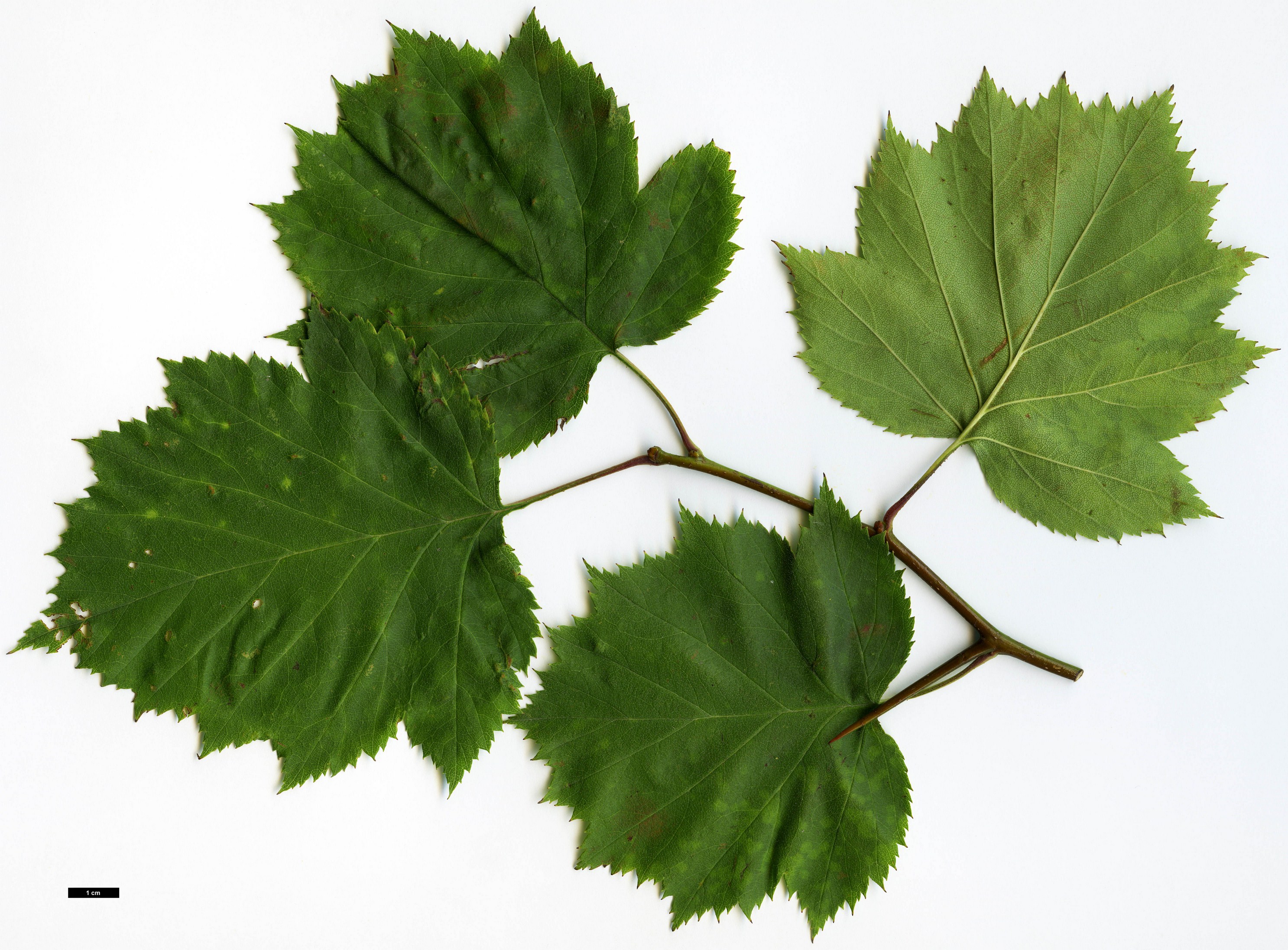 High resolution image: Family: Rosaceae - Genus: Crataegus - Taxon: coccinioides - SpeciesSub: var. dilatata